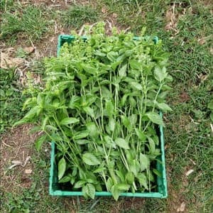 Aromatique Basilic