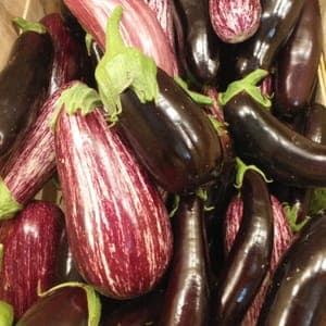 AUBERGINES