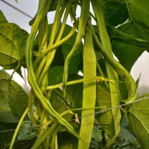 HARICOTS VERTS PLATS