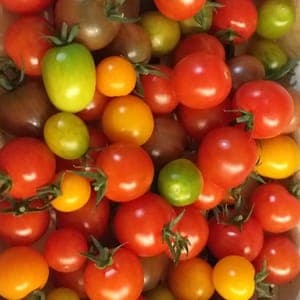 TOMATE CERISE