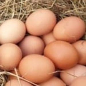 Œufs Bio Extra-frais petit calibre