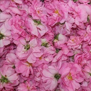 Eau florale Roses de Damas et Roses Centifolia de Grasse (éclat de la peau)