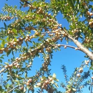 Mirabelles