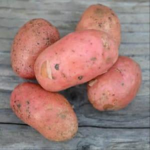 Pommes de terre roses chaire ferme