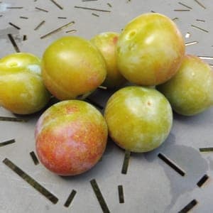 Prune Reine Claude Dorée