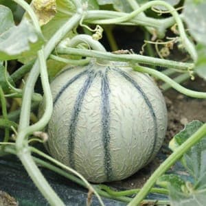 Melon