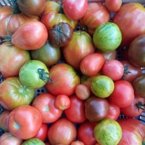 PROMO ! Tomates anciennes