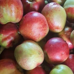 Nectarines - brugnons