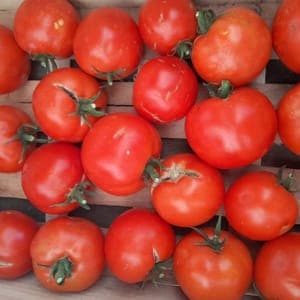 Tomates Marmande