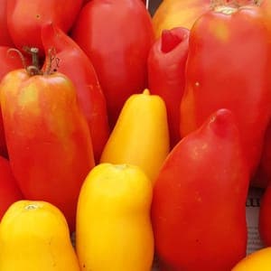 Tomate ancienne