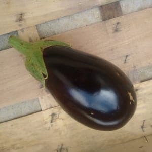 Aubergine