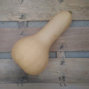 Courge butternut