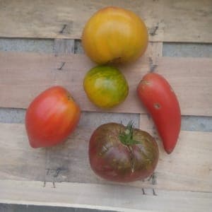 Tomates anciennes