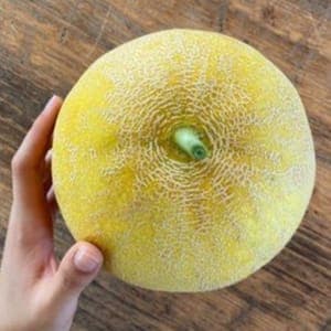 Melon galia