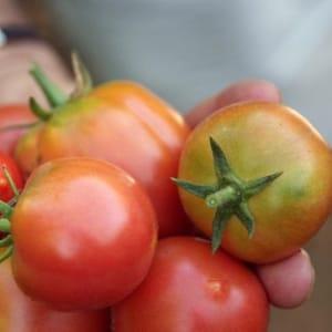 Tomates Ramallet