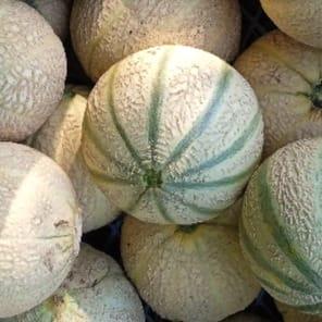 Melon