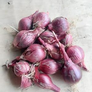 Oignons rouges