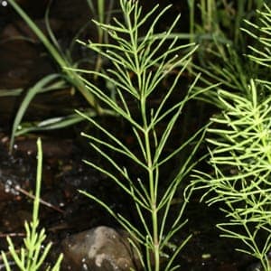 plante pour infusion : prêle