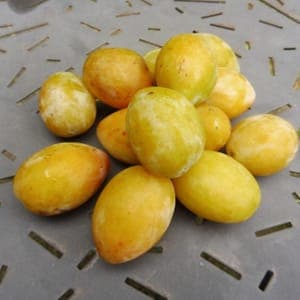 Prune Goutte d'or