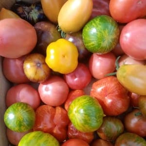 Tomates anciennes