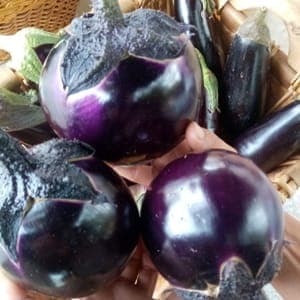 Aubergines