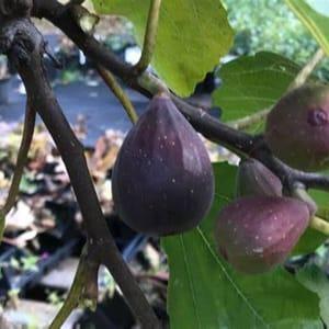 Figues violettes bio