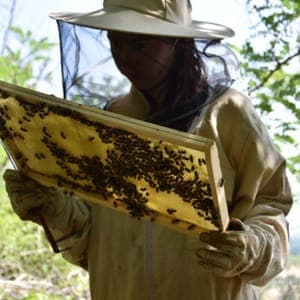 Les Abeilles du Mont Plaisir