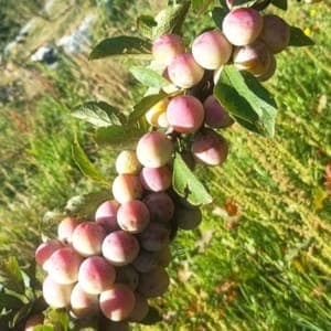 Mirabelles