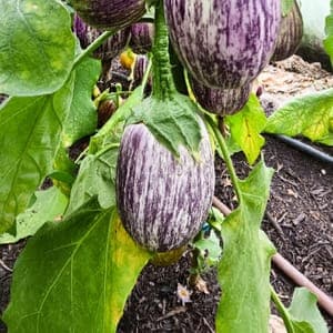 Aubergine Zebrina