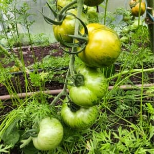 Tomate ancienne Green Zebra