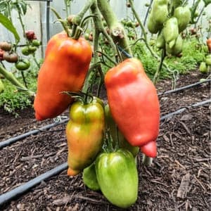 Tomate ancienne Andine cornue