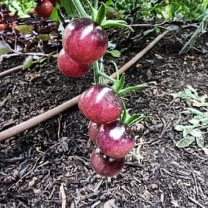 Tomate cerise Blueberries