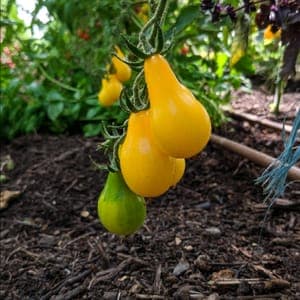 Tomate cerise Poire jaune