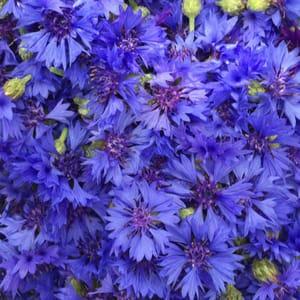 Eau florale Bleuet
