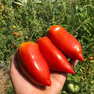Tomate Andine / Cornue des Andes