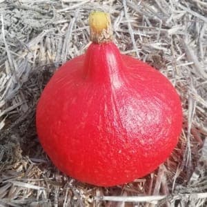 potimarron prix ajustable à la pesée