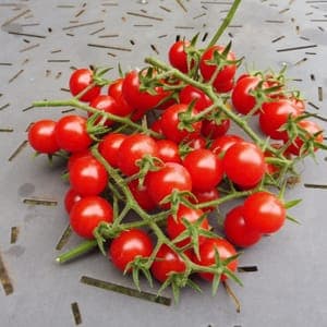 Tomate cerise en grappe