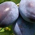 prune violette 1Kg