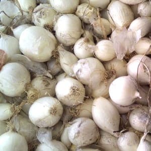 oignon blanc