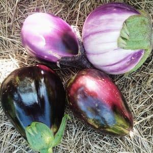 Aubergine variété ancienne (Aigue Vive)