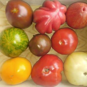 Tomate variétés anciennes mélange (Aigue Vive)