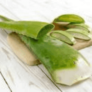 Aloe Vera feuille fraîche à la pièce