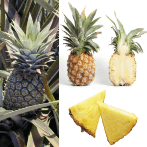 Ananas mûri sur la plante