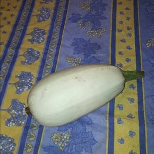Courge spaghetti pièce (environ 1.5kg)  (OUVRIR L'ARTICLE POUR AVOIR ACCES A LA FICHE RECETTE)