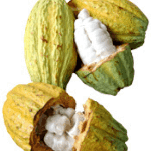 Cacao