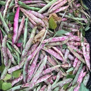 haricot à écosser BORLOTTI