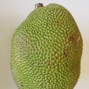 Fruit du jaquier jeune