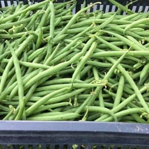 Haricots verts