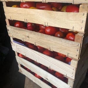 Tomates coulis