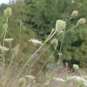 Eau florale Carotte sauvage